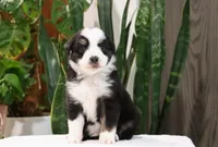 Declan, a male Miniature Australian Shepherd for sale in Fresno, OH – Photo 2 of 4
