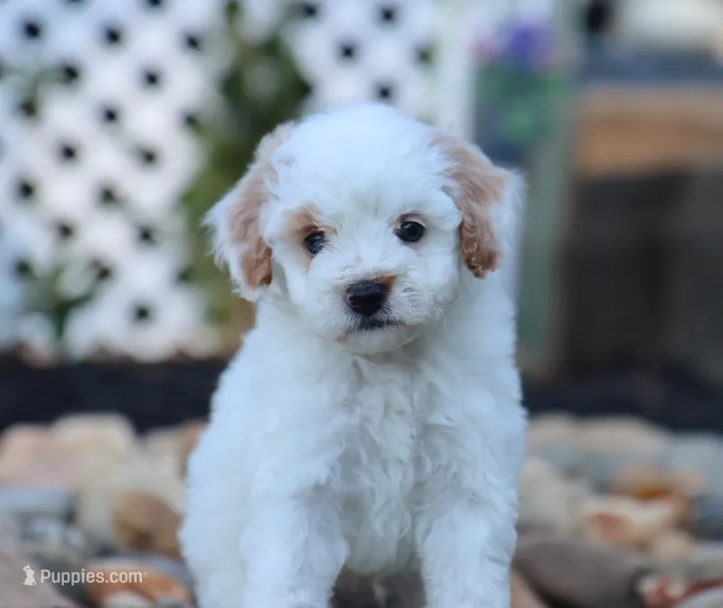 Jasper – Poodle - Miniature  puppy for sale in Fresno, OH