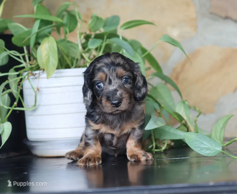 Diana – Dachshund puppy for sale in Fresno, OH