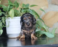 Diana, a female Dachshund for sale in Fresno, OH – 1 of 5