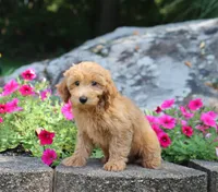 Scott, a male Maltipoo for sale in Fresno, OH – 3 of 4
