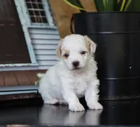 Mason, a male Maltipoo for sale in Fresno, OH – 1 of 3
