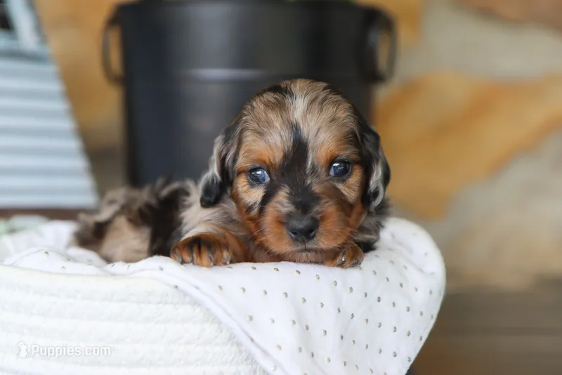 Oaklyn – Miniature Dachshund puppy on hold in Fresno, OH