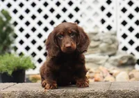 Quon, a male Miniature Dachshund for sale in Fresno, OH – 2 of 3