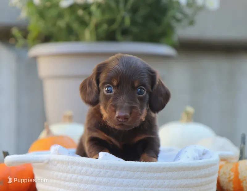 Liam – Miniature Dachshund puppy for sale in Fresno, OH
