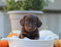 Liam, a male Miniature Dachshund for sale in Fresno, OH – 1 of 4