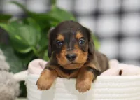 Kash, a male Dachshund for sale in Fresno, OH – Photo 6 of 6