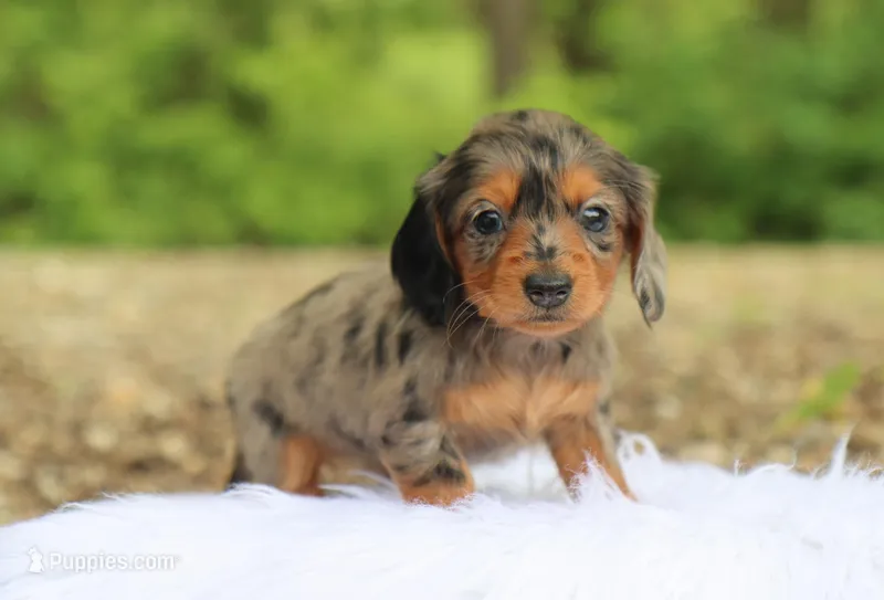 Kash – Dachshund puppy for sale in Fresno, OH