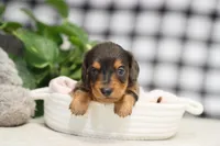 Kash, a male Dachshund for sale in Fresno, OH – Photo 4 of 6