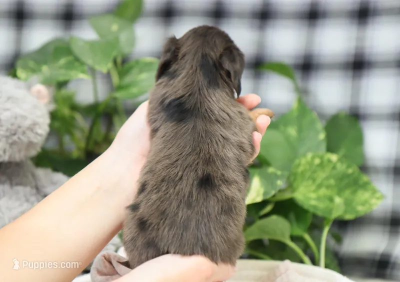 Kash – Dachshund puppy for sale in Fresno, OH