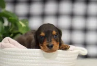 Kash, a male Dachshund for sale in Fresno, OH – Photo 3 of 6
