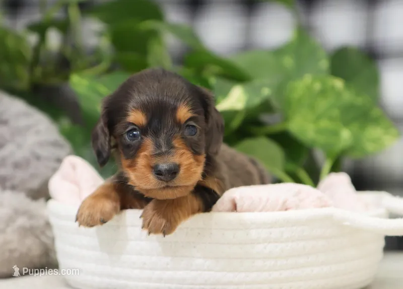Kash – Dachshund puppy for sale in Fresno, OH