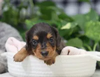 Kash, a male Dachshund for sale in Fresno, OH – Photo 2 of 6