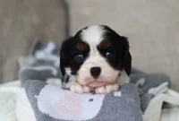 Kash, a male Cavalier King Charles Spaniel for sale in Fresno, OH – 6 of 6