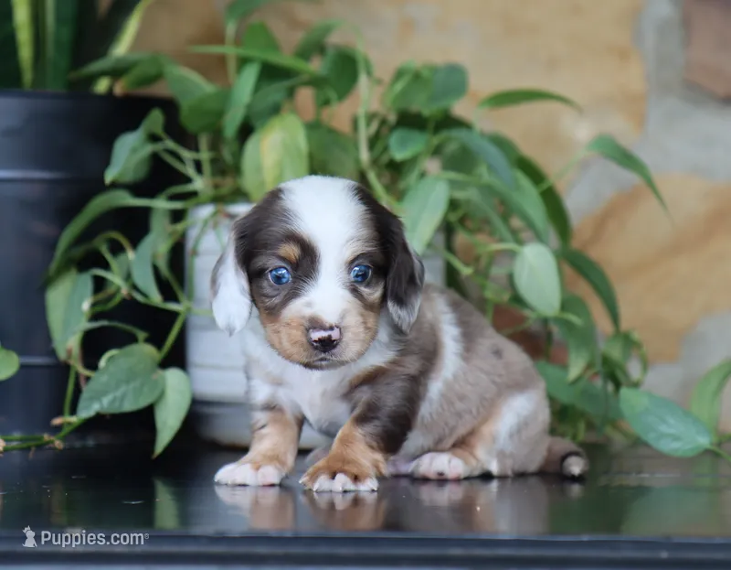Dakota – Miniature Dachshund puppy for sale in Fresno, OH