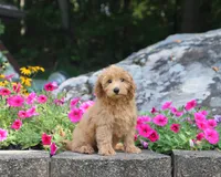 Scott, a male Maltipoo for sale in Fresno, OH – 1 of 4