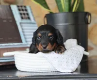 Olya, a female Miniature Dachshund for sale in Fresno, OH – 5 of 5