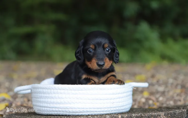 Alex  – Miniature Dachshund puppy for sale in Fresno, OH