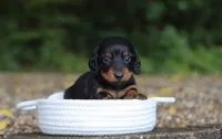 Alex , a male Miniature Dachshund for sale in Fresno, OH – 1 of 4