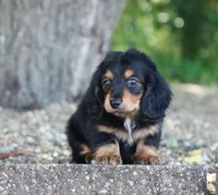 Carrie, a female Miniature Dachshund for sale in Fresno, OH – 3 of 5