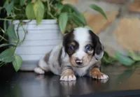 Dakota, a male Miniature Dachshund for sale in Fresno, OH – 2 of 7