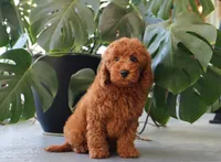 Inigo, a male Miniature Goldendoodle for sale in Fresno, OH – 2 of 4