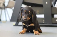 Kylie, a female Miniature Dachshund for sale in Fresno, OH – 2 of 4