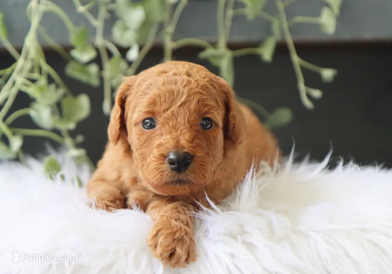 Amelia – Miniature Goldendoodle puppy for sale in Fresno, OH