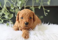 Amelia, a male Miniature Goldendoodle for sale in Fresno, OH – 1 of 4
