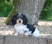 Wyatt, a male Miniature Dachshund for sale in Fresno, OH – 4 of 4