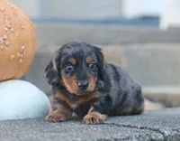 Patrick, a male Miniature Dachshund for sale in Fresno, OH – 2 of 7