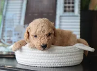 Silas, a male Maltipoo for sale in Fresno, OH – 3 of 3