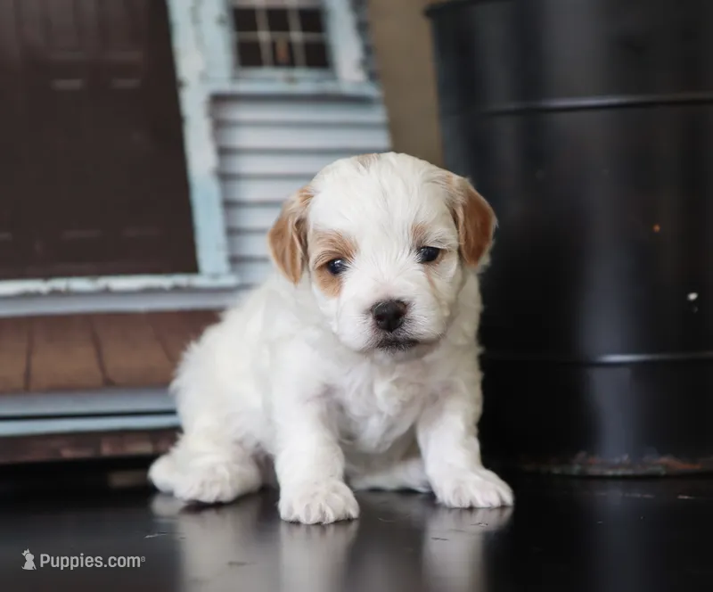 Milo – Maltipoo puppy for sale in Fresno, OH