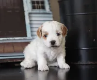 Milo, a male Maltipoo for sale in Fresno, OH – 1 of 4