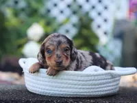 Unity, a female Miniature Dachshund for sale in Fresno, OH – 1 of 6