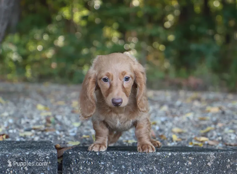 Avery – Miniature Dachshund puppy for sale in Fresno, OH