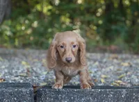 Avery, a female Miniature Dachshund for sale in Fresno, OH – 1 of 3