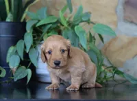 Flora, a female Miniature Dachshund for sale in Fresno, OH – 5 of 6