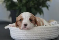 Nadine, a female Cavalier King Charles Spaniel for sale in Fresno, OH – 1 of 4