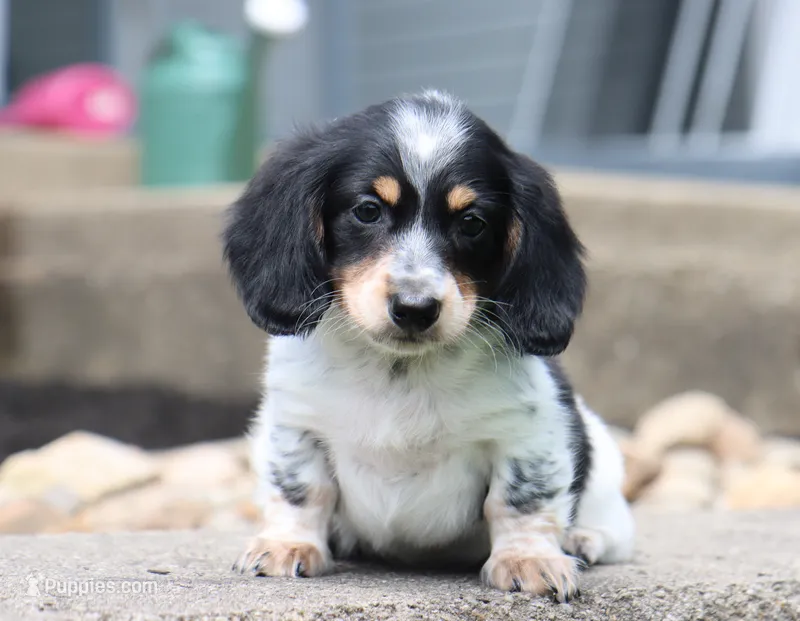 Wyatt – Miniature Dachshund puppy for sale in Fresno, OH