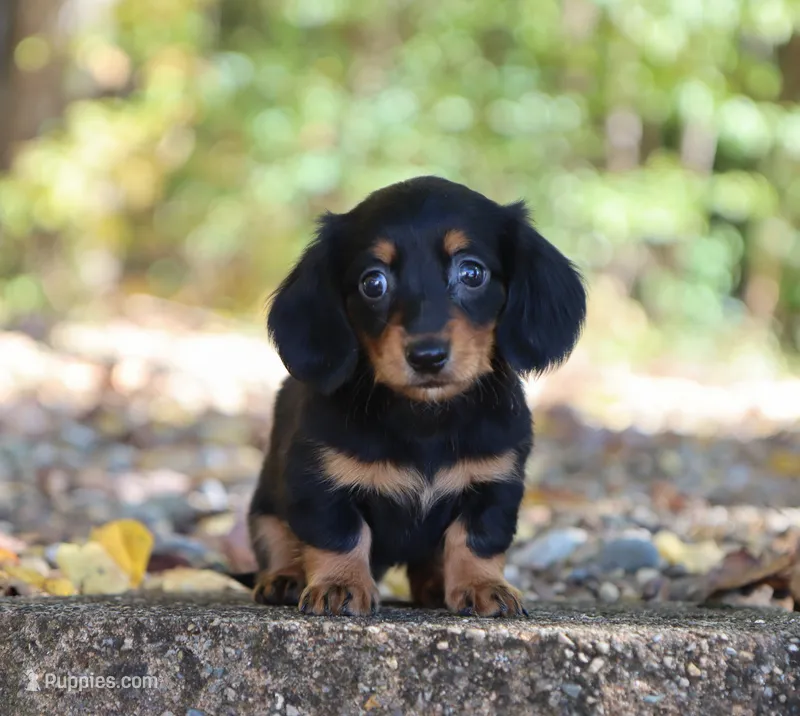Lola – Miniature Dachshund puppy for sale in Fresno, OH