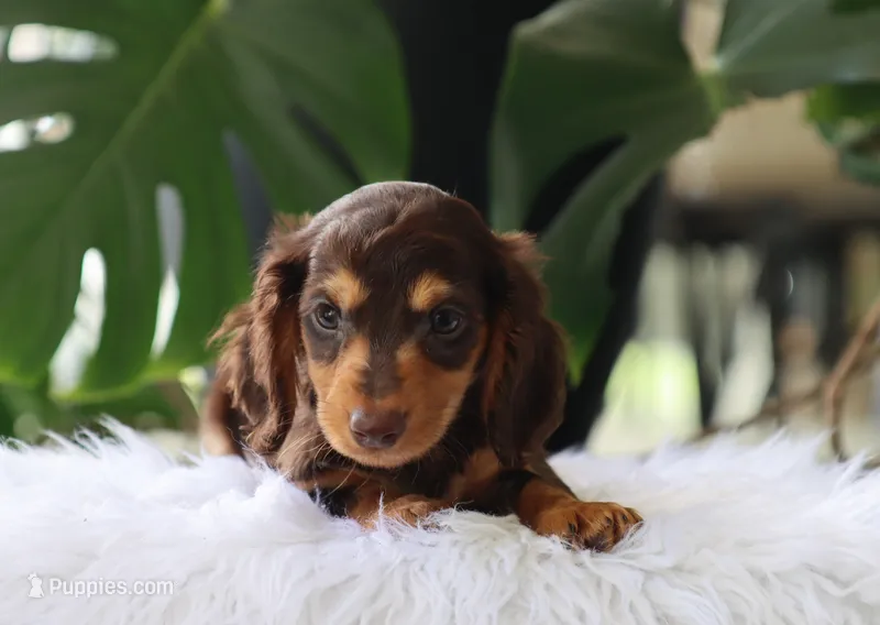 Kai – Dachshund puppy for sale in Fresno, OH