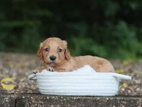Audrey, a female Miniature Dachshund for sale in Fresno, OH – 3 of 5