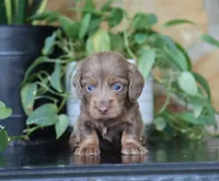 Daisy, a female Dachshund for sale in Fresno, OH – 3 of 3