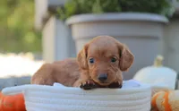 Lacey, a female Miniature Dachshund for sale in Fresno, OH – 3 of 3