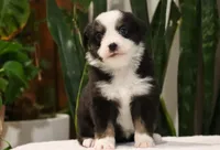 Donna, a female Miniature Australian Shepherd for sale in Fresno, OH – Photo 3 of 3