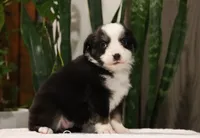 Donna, a female Miniature Australian Shepherd for sale in Fresno, OH – Photo 1 of 3