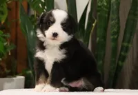 Donna, a female Miniature Australian Shepherd for sale in Fresno, OH – Photo 2 of 3