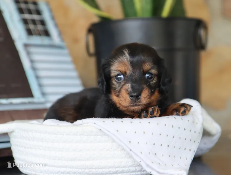 Olivia – Miniature Dachshund puppy for sale in Fresno, OH