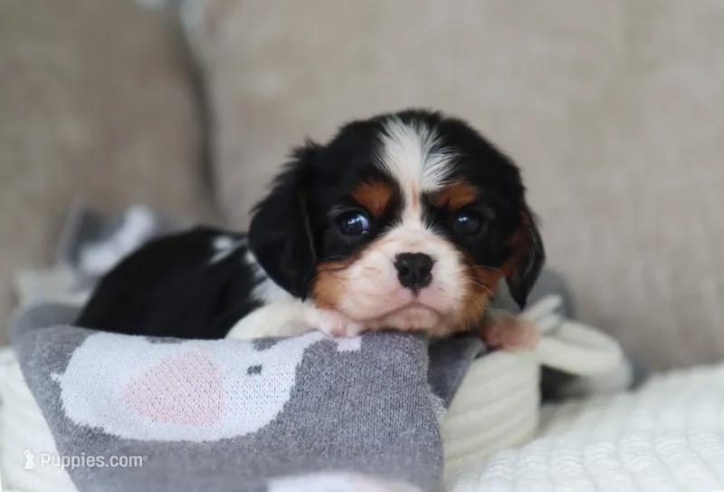 Karter – Cavalier King Charles Spaniel puppy for sale in Fresno, OH